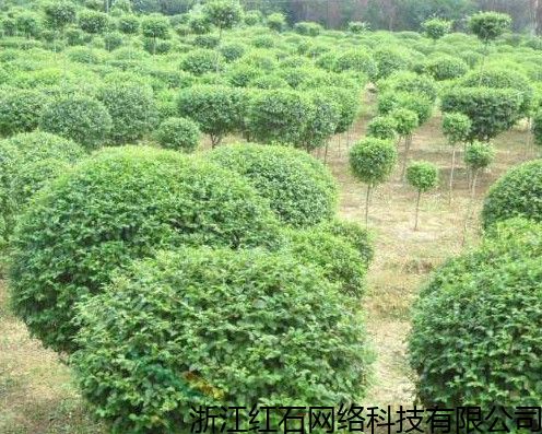 隨州真實(shí)的苗木大數(shù)據(jù)金銀花苗木,苗木交易平臺(tái) 詳情報(bào)價(jià)