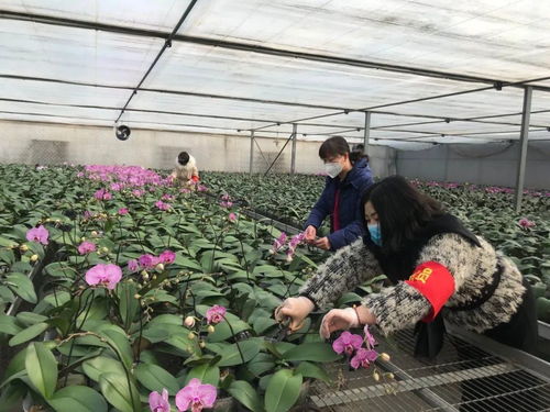 伸援手 獻(xiàn)愛(ài)心 西青區(qū)王蘭莊村婦聯(lián)線上助力西青夢(mèng)森蘭花卉種植基地認(rèn)購(gòu)公益活動(dòng)