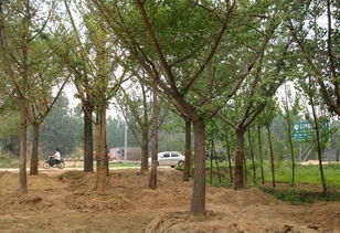 邳州鼎誠(chéng)銀杏苗木基地