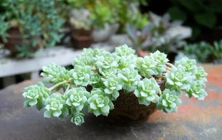 45種常見花卉養(yǎng)殖注意事項