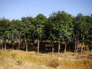 湖南宏盛苗木大量供應(yīng)6 8公分八月桂花樹(shù)歡迎各界人士前來(lái)觀(guān)苗指導(dǎo)價(jià) 湖南宏盛苗木大量供應(yīng)6 8公分八月桂花樹(shù)歡迎各界人士前來(lái)觀(guān)苗廠(chǎng)商 湖南宏盛苗木大量供應(yīng)6