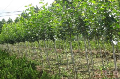 【泰安低價(jià)供應(yīng)垂絲海棠海棠價(jià)格綠化苗基地有苗廠家直銷(xiāo)】泰安市泰山區(qū)青聯(lián)苗木種植農(nóng)民專(zhuān)業(yè)合作社