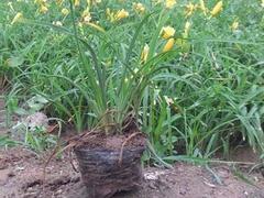 廠家直銷(xiāo)金娃娃萱草,哪里有賣(mài):山東宿根地被圖片|廠家直銷(xiāo)金娃娃萱草,哪里有賣(mài):山東宿根地被產(chǎn)品圖片由青州市聚寶花卉苗木專(zhuān)業(yè)合作社公司生產(chǎn)提供