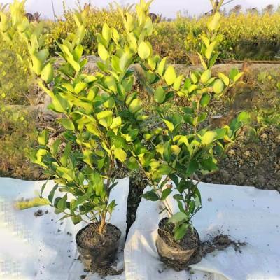 大葉女貞苗 大葉女貞樹(shù)苗價(jià)格_綠化苗木_農(nóng)業(yè)/畜牧_產(chǎn)品_企騰網(wǎng)工廠