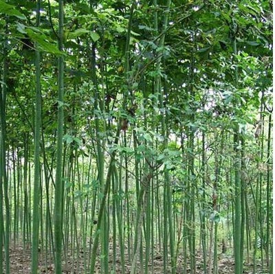 綠化苗28 -福建興輝苗木 產品展示(福建紅繡球、福建興輝苗木 、紅葉石蘭)-金泉網