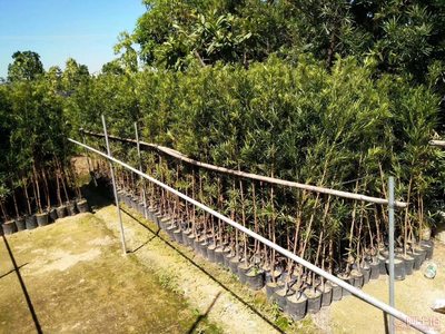 【羅漢松培養基地、羅漢松小苗直銷、質優價廉】綠化苗木,價格,廠家,供應商,花木,龍海市東泗興輝園藝場 - 產品庫