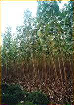 張軍出售楊樹苗樹苗苗木159-錢眼產(chǎn)品