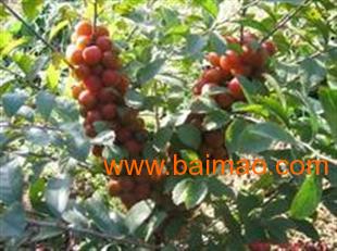 供應鈣果苗,中華鈣果苗,優(yōu)質(zhì)的鈣果苗,供應鈣果苗,中華鈣果苗,優(yōu)質(zhì)的鈣果苗生產(chǎn)廠家,供應鈣果苗,中華鈣果苗,優(yōu)質(zhì)的鈣果苗價格