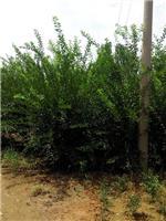 泰安劃算的榆葉梅供應:臨沂榆葉梅-山東科大苗木基地提供泰安劃算的榆葉梅供應:臨沂榆葉梅的相關(guān)介紹、產(chǎn)品、服務、圖片、價格山東3公分銀杏苗基地促銷裝歡迎咨詢136【4538】6501、百日紅、櫻花、白皮松、紅楓、法桐、