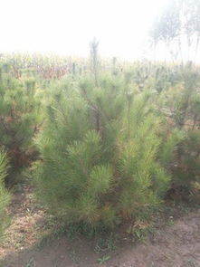 哪里能買到極好的油松樹苗 油松樹苗油松價格油松樹苗供應(yīng)