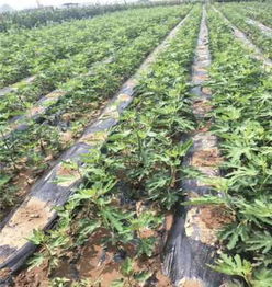 早酥紅梨樹苗矮化嫁接優(yōu)點(diǎn) 新聞