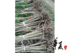 七葉樹(shù)裝車苗 供應(yīng)產(chǎn)品 城固縣鑫盟苗木專業(yè)合作社