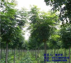 不限,價(jià)格,廠家,供應(yīng)商,花木,通州區(qū)五甲鎮(zhèn)綠軒苗木種植園 熱賣(mài)促銷(xiāo) 阿土伯網(wǎng)