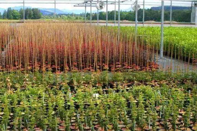 苗木種植誤區,很多人都做過,一定要避免!