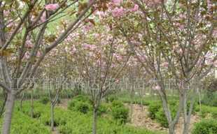 供應櫻花、喬木灌木、紫薇、廣玉蘭 沭陽苗木_農副產品_世界工廠網中國產品信息庫