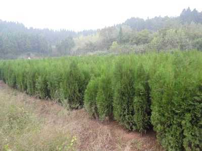 1-3公分優質柏樹苖圖片,1-3公分優質柏樹苖圖片大全,簡陽市和映林果苗木專業合作社-