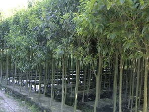 公司介紹 江蘇沭陽縣飛翔綠化苗木園藝場(chǎng)