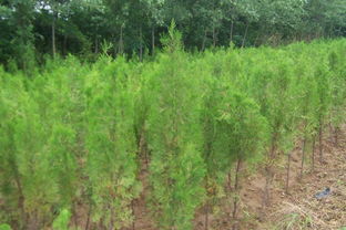 供應(yīng)側(cè)柏,河南側(cè)柏,河南鄢陵側(cè)柏,河南鄢陵側(cè)柏價(jià)格