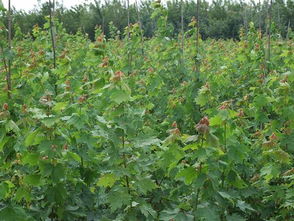 夏季美國(guó)紅楓樹(shù)苗