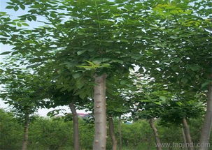 白蠟樹(shù)苗,綠都園林 在線咨詢(xún) ,天津白蠟