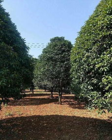 恭喜武漢美景匯苗木專業合作社入駐苗木通平臺 致力精品苗木發展