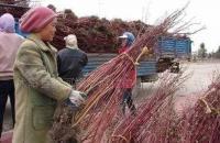 低價直銷 紅瑞木 丁香 各種規(guī)格 量大從優(yōu)[供應(yīng)]_綠化苗木_世界工廠網(wǎng)中國產(chǎn)品信息庫