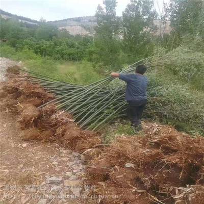 主營產(chǎn)品:花卉租擺、工廠綠化工程、各種綠化苗木、花卉基地直銷