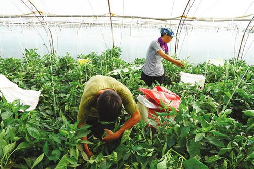 魏縣發(fā)展扶貧產(chǎn)業(yè)鞏固提升脫貧成果側(cè)記