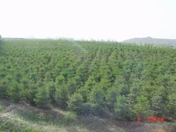 甘肅最給力云杉那里找 到甘肅中川綠化苗木基地來