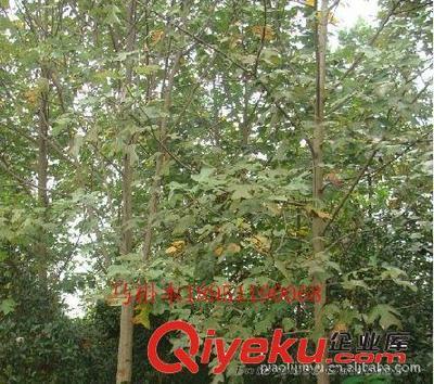 廠家專業供應馬褂木等綠化苗木(圖)-沭陽縣威宇花木銷售中心提供廠家專業供應馬褂木等綠化苗木(圖)的相關介紹、產品、服務、圖片、價格沭陽縣威宇花木銷售中心、金葉女貞;紅葉小檗;小龍柏;地柏;灑金柏;南天竹;迎春;連翹;月季花;紅王子錦帶;水臘;劍麻;金娃娃萱草;玉簪;鳶尾;棣棠;繡線菊;紅瑞木;紫荊;紫薇等綠化苗木