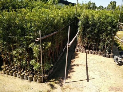 【羅漢松培養基地、羅漢松小苗直銷、質優價廉】綠化苗木,價格,廠家,供應商,花木,龍海市東泗興輝園藝場 - 產品庫