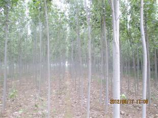 山東毛白楊苗木價格_農副產品_世界工廠網