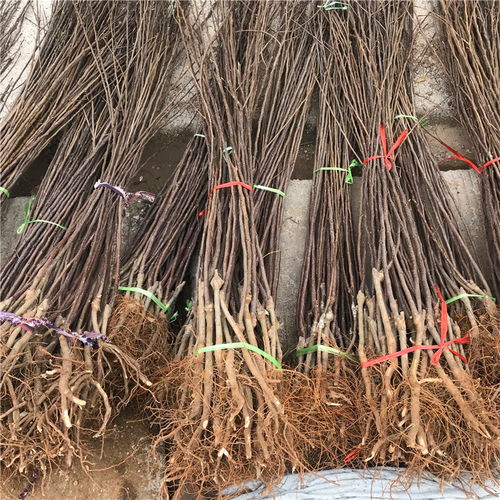 【短枝紅富士蘋果苗哪里批發、短枝紅富士蘋果苗價格】- 