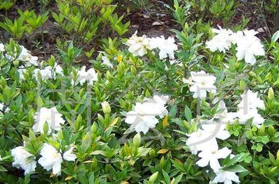 楓楊、烏桕、泡桐、紅花槐、紫穗槐苗、垂榆、棕櫚(圖)