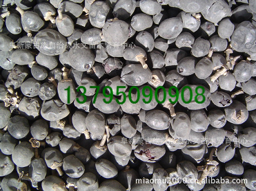 水臘種子,苗木種子、林木種子、花卉種子_農副產品_世界工廠網