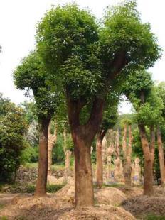 福建大小規格優質地栽、移栽香樟樹苗木銷售 13695986111 王先生_農副產品_世界工廠網中國產品信息庫