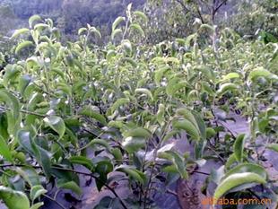 供應果樹苗黃金梨苗 其它圖片及價格 蒼溪縣常生苗木藥材開發有限責任公司