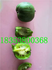 瀘州敘永縣嫁接水蜜桃蘋(píng)果苗 新聞 廠家直銷