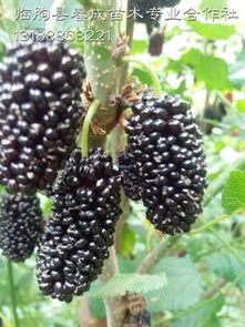 湖北果桑苗品種供應齊全 果桑種植技術包教廠家,湖北果桑苗品種供應齊全 果桑種植技術包教廠家生產(chǎn)廠家,湖北果桑苗品種供應齊全 果桑種植技術包教廠家價格