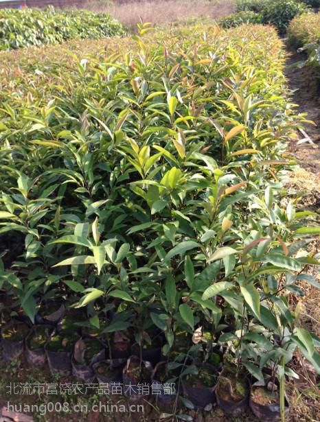 供應粵桂大地速生紅椎苗場 黎木苗 紅椎種苗 楓香苗 紅錐種子 白椎苗圖片大全 北流市富饒農(nóng)產(chǎn)品苗木銷售部