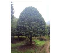 園林苗木批發(fā)產(chǎn)品庫