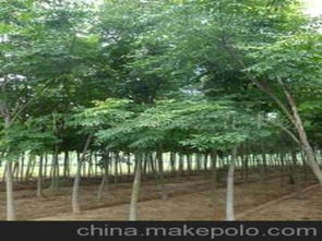 綠化苗木臭椿供應商,價格,綠化苗木臭椿批發(fā)市場 