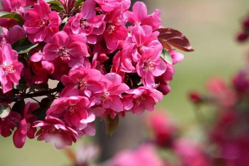 新手該如何做綠化苗木的生意 如何靠綠化苗木賺錢