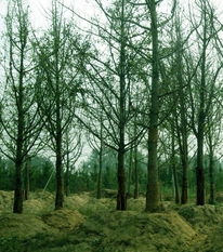 苗木供應信息 - 中國花木資訊網 | 園林苗木報價、供求信息與花木行情分析