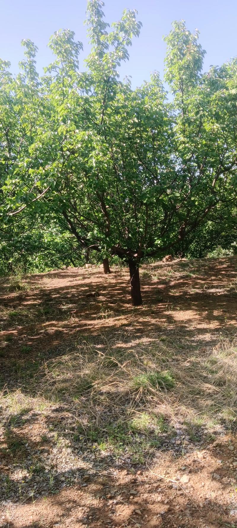 全網(wǎng)尋覓苗木有緣人，優(yōu)質(zhì)山杏樹(shù)大量現(xiàn)貨，規(guī)格齊全，共繪花卉種植新藍(lán)圖