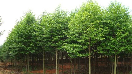 奉新綠霖苗木專業(yè)合作社 專業(yè)花卉種植，綻放鄉(xiāng)村經(jīng)濟(jì)新活力