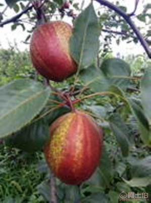 黃金梨苗種植與管理指南 栽種時(shí)間、水肥控制與生長(zhǎng)表現(xiàn)