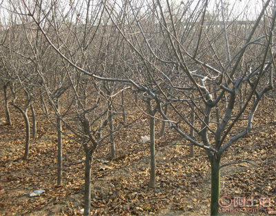 泰安青聯(lián)苗木 專業(yè)供應(yīng)優(yōu)質(zhì)垂絲海棠，打造高性價(jià)比綠化方案