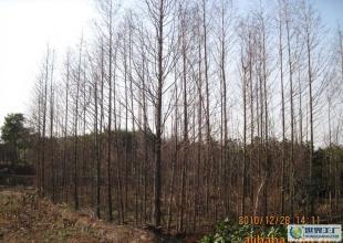 合肥優質水杉苗木供應，綠化工程優選，規格齊全直達世界工廠網