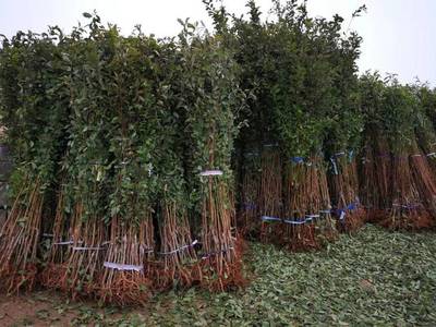 山東育苗基地遭竊，新疆杏李品種“恐龍蛋”市場熱度再引關注